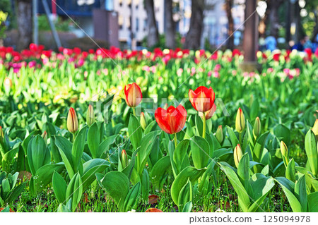 公園裡的紅色鬱金香花（春季，三月） 125094978