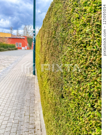 Close-up view of a perfectly trimmed green hedge along sidewalk. High quality photo 125095054