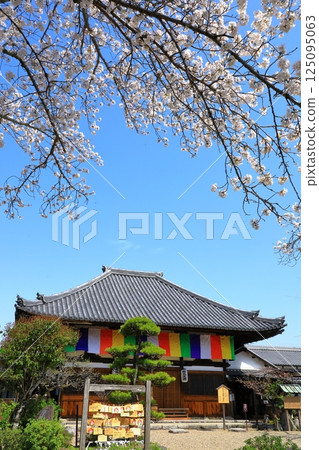 飛鳥寺：櫻花盛開，主殿 125095063