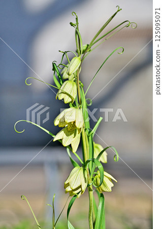 Fritillaria flowers (spring, March) 125095071