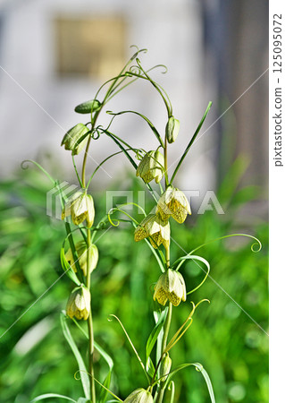 Fritillaria flowers (spring, March) 125095072