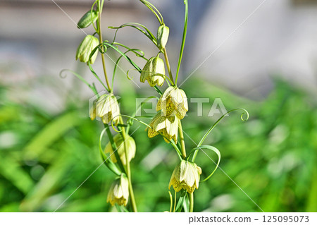 Fritillaria flowers (spring, March) Fritillaria flowers (spring, March) 125095073