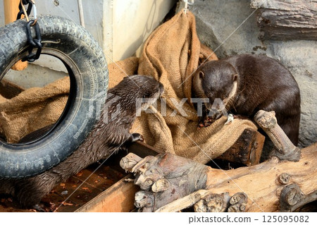 水獺互相玩耍 125095082