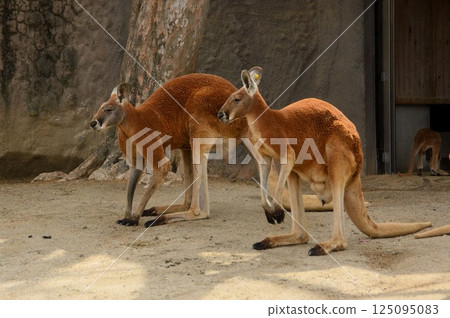 袋鼠排成一排 125095083