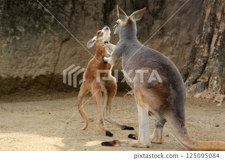 頑皮的袋鼠 頑皮的袋鼠 125095084