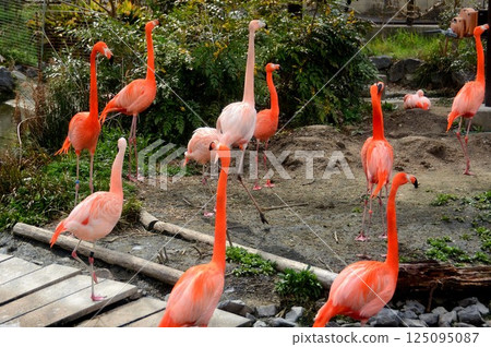 Flock of flamingos 125095087