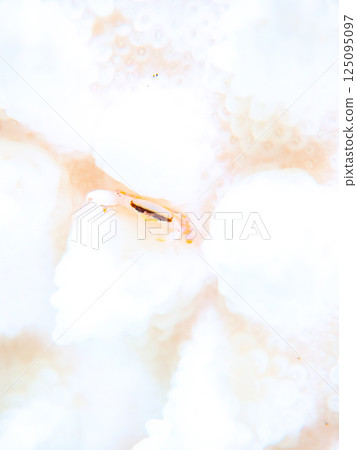 A coral crab lives on bleached coral. Hirizohama Nakagi Minamiizu Town Izu Peninsula Shizuoka Prefecture 2024 125095097