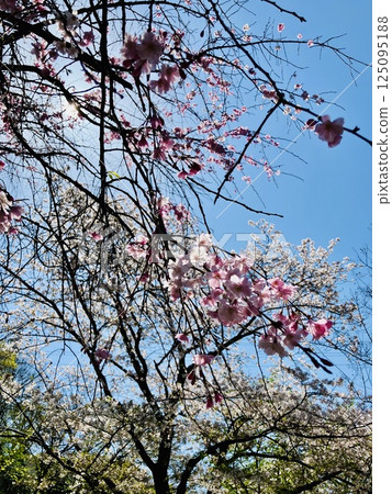 盛開的櫻花在藍天中閃耀 125095188