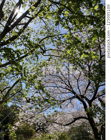 Cherry trees surrounded by fresh greenery 125095189