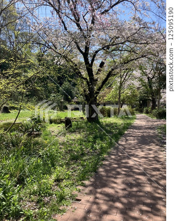 A spring walk surrounded by light and greenery A spring walk surrounded by light and greenery 125095190