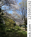 Scenery with cherry blossoms 125095192