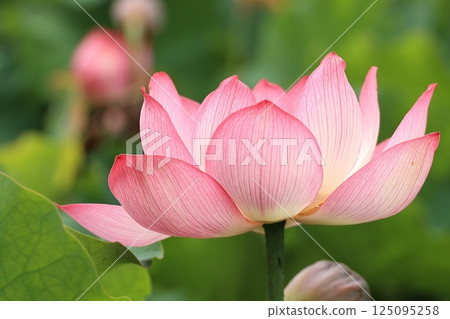 A lotus A lotus 125095258