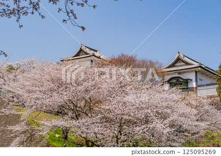 (Ishikawa Prefecture) Kanazawa Castle: Ishikawa Gate and Ishikawa Tower with cherry blossoms in full bloom (Ishikawa Prefecture) Kanazawa Castle: Ishikawa Gate and Ishikawa Tower with cherry blossoms in full bloom 125095269