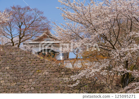 (Ishikawa Prefecture) Kanazawa Castle: Ishikawa Gate and Ishikawa Tower with cherry blossoms in full bloom (Ishikawa Prefecture) Kanazawa Castle: Ishikawa Gate and Ishikawa Tower with cherry blossoms in full bloom 125095271