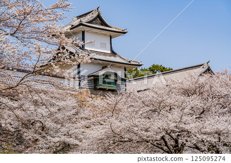(Ishikawa Prefecture) Kanazawa Castle: Ishikawa Gate and Ishikawa Tower with cherry blossoms in full bloom 125095274