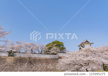 （石川縣）金澤城：櫻花盛開的石川門和石川塔 125095275