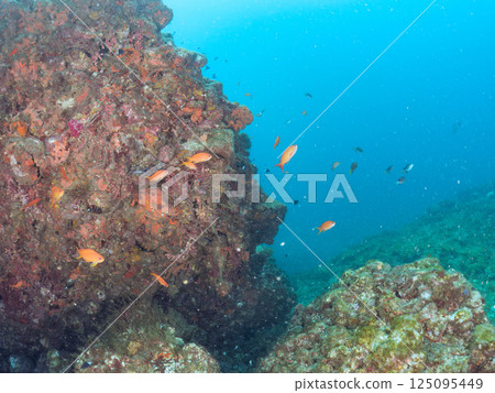 A school of goldfish anthias, blue damselfish, yellow spotted damselfish, three-spotted damselfish and others. 125095449