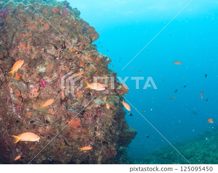 金魚群，有金魚綱、藍雀鯛、黃斑雀鯛、三斑雀鯛等。濱中木宏藏 125095450