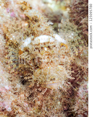 A beautifully camouflaged scorpionfish. Hirizohama Nakagi Minamiizu Town Izu Peninsula Shizuoka Prefecture 2024 A beautifully camouflaged scorpionfish. Hirizohama Nakagi Minamiizu Town Izu Peninsula Shizuoka Prefecture 2024 125095780