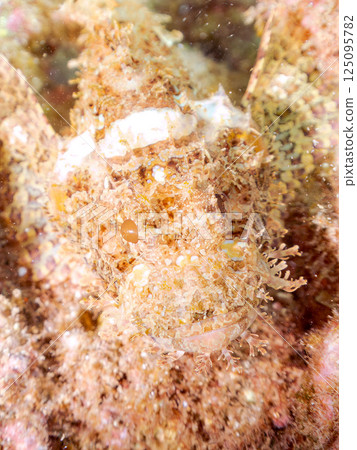 A beautifully camouflaged scorpionfish. Hirizohama Nakagi Minamiizu Town Izu Peninsula Shizuoka Prefecture 2024 125095782