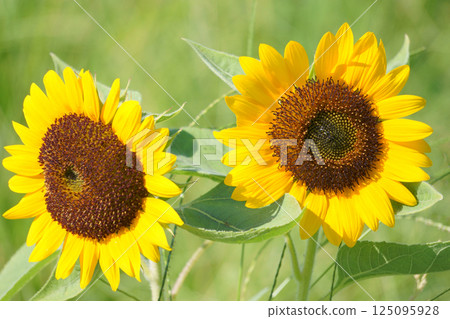 Two sunflowers blooming side by side 125095928