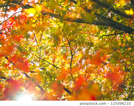 滿屏的紅葉(播州清水寺) 滿屏的紅葉(播州清水寺) 125096210