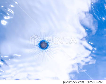 神秘的銀色水母（銀水母科）漂浮在水面上。 Hirizohama Nakagi 南伊豆鎮 伊豆半島 靜岡縣 2024 125096265