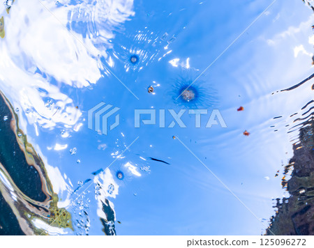 Mysterious silver jellyfish (family Porrax jellyfish) floating on the surface of the water. Hirizohama Nakagi Minamiizu Town Izu Peninsula Shizuoka Prefecture 2024 Mysterious silver jellyfish (family Porrax jellyfish) floating on the surface of the water. Hirizohama Nakagi Minamiizu Town Izu Peninsula Shizuoka Prefecture 2024 125096272