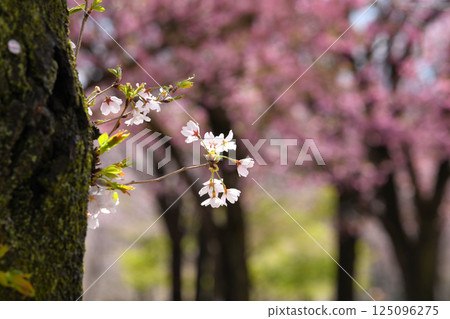 Blooming cherry tree Blooming cherry tree 125096275