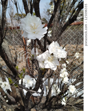 Signs of spring at the window Signs of spring at the window 125096335