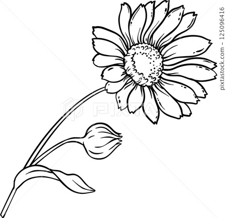 Calendula Plant with Flowers  and Leaves Outline Illustration 125096416