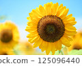 Sunflower of Oya 125096440