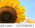 A blue sky sunflower 125096441