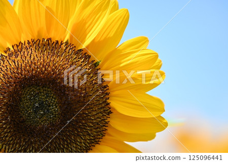 A blue sky sunflower 125096441