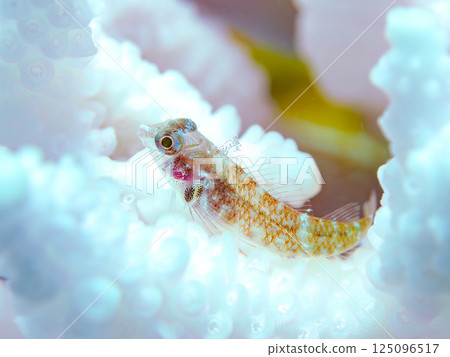 生活在白化珊瑚上的幼年鶇魚。 Hirizohama Nakagi 南伊豆鎮 伊豆半島 靜岡縣 2024 生活在白化珊瑚上的幼年鶇魚。 Hirizohama Nakagi 南伊豆鎮 伊豆半島 靜岡縣 2024 125096517