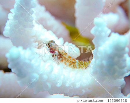 Juvenile snake blenny fish living on bleached coral. Hirizohama Nakagi Minamiizu Town Izu Peninsula Shizuoka Prefecture 2024 125096518