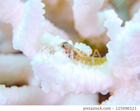 Juvenile snake blenny fish living on bleached coral. Hirizohama Nakagi Minamiizu Town Izu Peninsula Shizuoka Prefecture 2024 125096521
