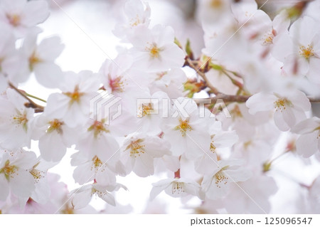 Cherry blossoms in full bloom Somei Yoshino Cherry blossoms in full bloom Somei Yoshino 125096547