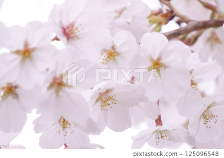 Somei Yoshino cherry blossoms in full bloom 125096548