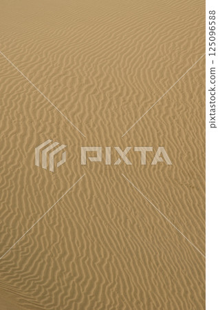 Detail of a dune. 125096588