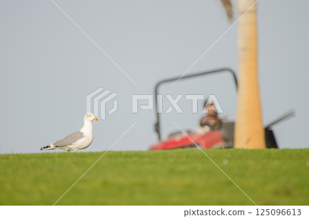 Yellow-legged gull on a golf course. Yellow-legged gull on a golf course. 125096613