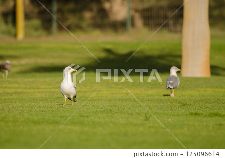 Yellow-legged gulls on a golf course. Yellow-legged gulls on a golf course. 125096614