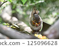 Squirrel during a meal 125096628