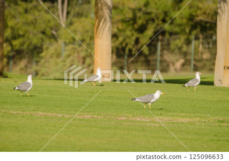 Yellow-legged gulls on a golf course. Yellow-legged gulls on a golf course. 125096633