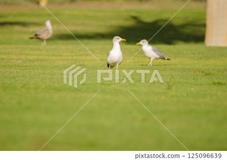 Yellow-legged gulls on a golf course. Yellow-legged gulls on a golf course. 125096639