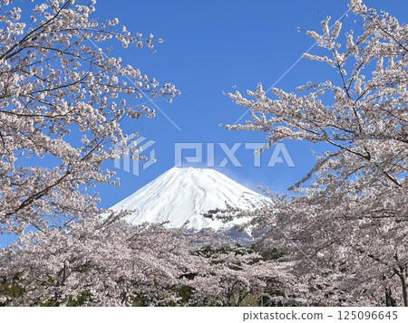 Cherry blossoms and Mt. Fuji shining in the clear spring sky Cherry blossoms and Mt. Fuji shining in the clear spring sky 125096645