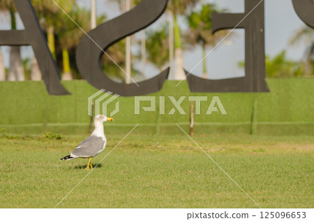 Yellow-legged gull on a golf course. 125096653