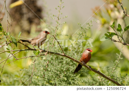 Common waxbills Estrilda astrild. Common waxbills Estrilda astrild. 125096724
