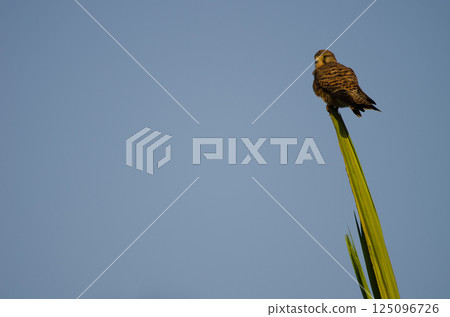 Female common kestrel. Female common kestrel. 125096726