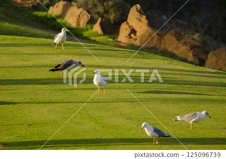 Yellow-legged gulls on a golf course. Yellow-legged gulls on a golf course. 125096739